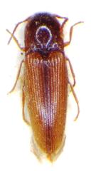 Glyphonyx vittatus