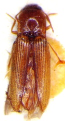 Glyphonyx vittatus