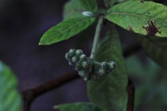 Psychotria loniceroides