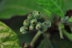 Psychotria loniceroides