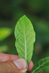 Psychotria loniceroides