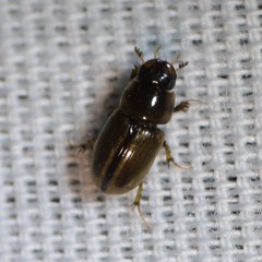 Labarrus cincticulus