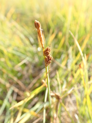 Carex mackenziei