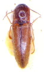 Glyphonyx vittatus