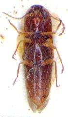 Glyphonyx vittatus