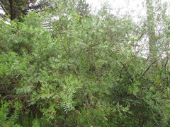 Schinus lentiscifolia