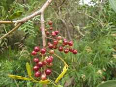 Schinus lentiscifolia