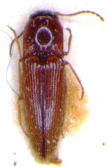 Glyphonyx vittatus