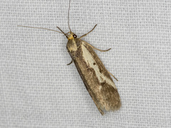 Philobota acropola