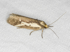 Philobota acropola