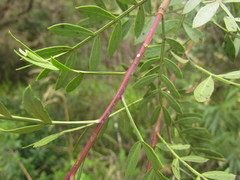 Schinus lentiscifolia