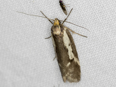 Philobota acropola