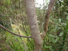 Schinus lentiscifolia