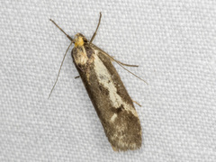 Philobota acropola