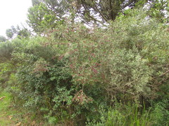 Schinus lentiscifolia