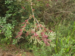 Schinus lentiscifolia