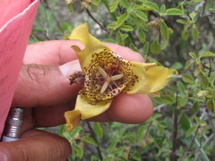 Tigridia illecebrosa