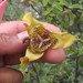 Tigridia illecebrosa - Photo (c) Leticia Soriano Flores, μερικά δικαιώματα διατηρούνται (CC BY-NC), uploaded by Leticia Soriano Flores