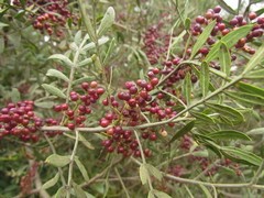Schinus lentiscifolia