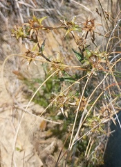 Berkheya heterophylla