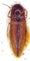 Glyphonyx vittatus