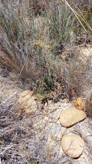 Berkheya heterophylla
