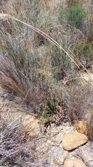 Berkheya heterophylla