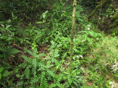Senecio heteroschizus