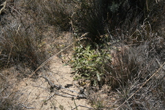Berkheya heterophylla