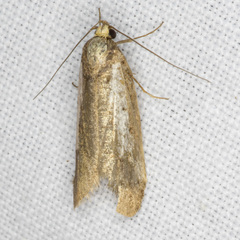 Philobota acropola