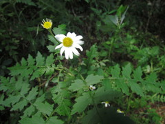 Senecio heteroschizus