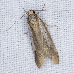 Philobota acropola