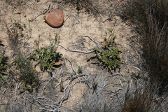 Berkheya heterophylla