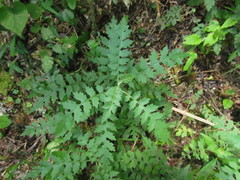 Senecio heteroschizus