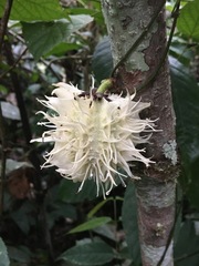 Carpotroche longifolia