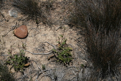 Berkheya heterophylla