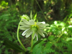 Senecio heteroschizus