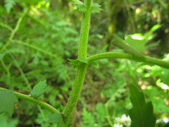 Senecio heteroschizus