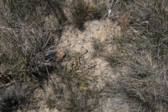 Berkheya heterophylla