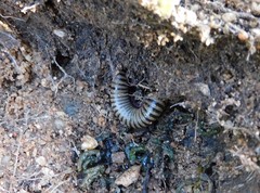 Ommatoiulus lusitanus