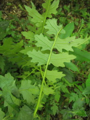 Senecio heteroschizus