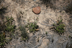 Berkheya heterophylla