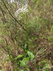 Senecio pulcher pulcher