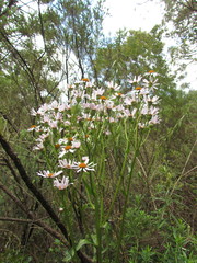 Senecio pulcher pulcher