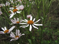 Senecio pulcher pulcher