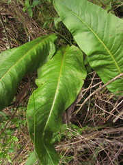 Senecio pulcher pulcher