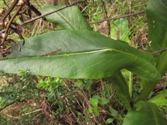 Senecio pulcher pulcher