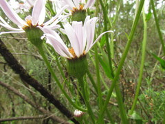 Senecio pulcher pulcher