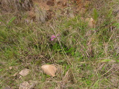 Senecio pulcher pulcher