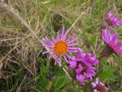 Senecio pulcher pulcher